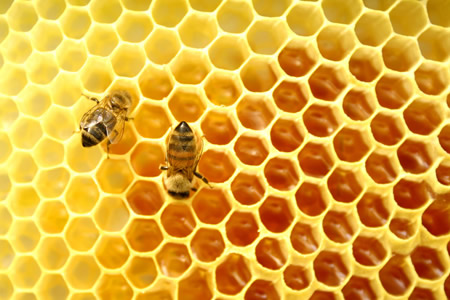 Bilogo garante que prpolis cura dengue e malria