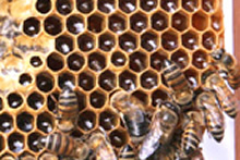 Desaparecimento de abelhas no hemisfério norte intriga cientistas Desaparecimento de abelhas no hemisfério norte intriga cientistas